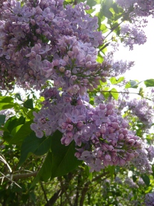 Lilacs in Winter 2016 New Year's Day
